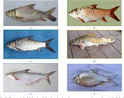 Wide choice of quality products at affordable prices. Pdf Sperm Cryopreservation Of Some Freshwater Fish Species In Malaysia Semantic Scholar