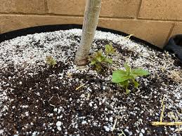 Water sprouts. Should I just prune them off? Ive heard they literally suck  the life out of the tree, and are more prone to disease. This is a quaking  aspen. : rarborists