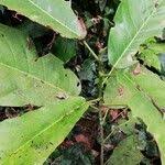 Image result for Uapaca guineensis