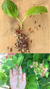 They'll require less water over winter. Propagate Hydrangea Cuttings 99 Success Rate A Piece Of Rainbow