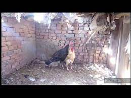 سبحان الله لحظة تزاوج انثة الديك الرومع مع الديك البلدي youtube