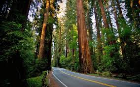 Here you can get the best redwood forest wallpapers for your desktop and mobile devices. Road Sequoias Redwood Nature Landscape Forest Wallpapers Hd Desktop And Mobile Backgrounds