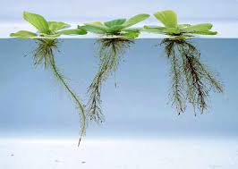 Meskipun tak semua tanaman hias air tawar memiliki fungsi tersebut, setidaknya ada lima macam tanaman hias yang berfungsi sebagai penjernih air. Ini Dia 10 Tanaman Air Apung Yang Cocok Untuk Kolam Outdoor Aquaama