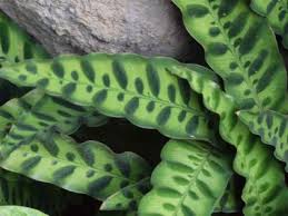 Rattlesnake Plant Care How To Grow Rattlesnake Houseplants In 2020 Calathea Plant Plant Care Houseplant Plants