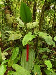 Image result for Araceae