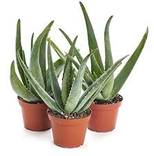 Radiation goes out in all directions until it is absorbed or reflected by something. Plants That Absorb Radiation This 2021 Emf Risks