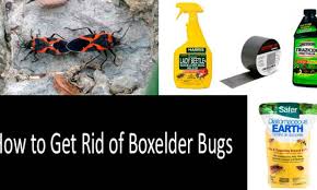 We did not find results for: How To Get Rid Of Boxelder Bugs Top 8 Killers