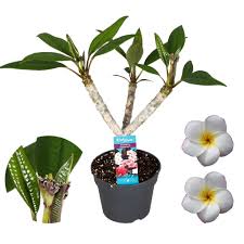 Oricorio may be inspired by hawaiian honeycreepers, small passerine birds native to hawaii. Plumeria Is A Wonderfully Fragrant Houseplant Florastore
