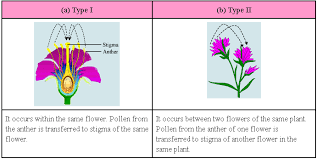 Explain The Difference Between Cross Pollination And Self Pollination In Plants Google Search Planting Flowers Plants Pollination