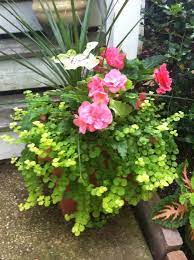 Pin By Lauren Little On Potted Pretties Tuberous Begonia Flower Pots Making Plant Pots