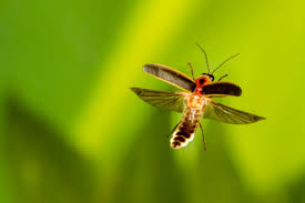 نتیجه جستجوی لغت [fireflies] در گوگل