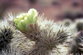 Do a google search on sclerocactus and you can find people in russia selling them, said minnich. Cacti Desert Succulents Joshua Tree National Park U S National Park Service