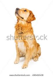 Beautiful Golden Retriever Dog Sitting Down On White To The Side Looking Up Dogs Golden Retriever Dog Sitting Golden Retriever