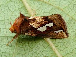 Image result for Plusia putnami