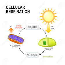 The diagram found above will give you some quick intuition about the process, letting you see its primary components. Cellular Respiration Vector Diagram Presentation Of The Processes Of Aerobic Cellular Respiration Connecting Cellular Respiration And Photosynthesis Royalty Free Cliparts Vectors And Stock Illustration Image 89549872