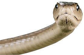 Snake Png Image Picture Download Free Image With Transparent Background Arte Reptiles