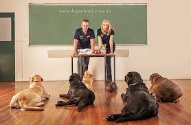 Image result for Photos of dogs training school