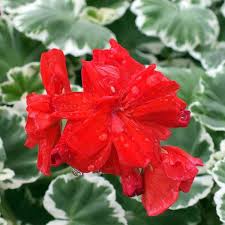 Pin On Pelargonium
