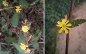 Image result for Triumfetta trichocarpa