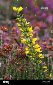 Image result for Ulex minor