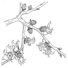 Image result for Hexalobus