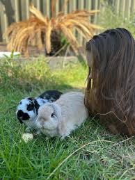 Update: bunny is found Our little cream/ginger cashmere lop bunny
