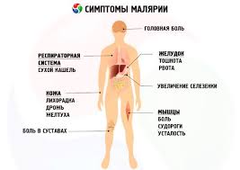 Malaria este una din cele mai letale boli cunoscute umanității. Malarie Competent Despre SÄƒnÄƒtate Pe Ilive