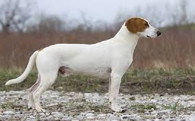 The istrian shorthaired hound is a highly intelligent and agile working breed. All About Istrian Shorthaired Hound Origin Behavior Trainability Puppy Price Health Facts