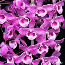 Image result for Rhipidoglossum densiflorum