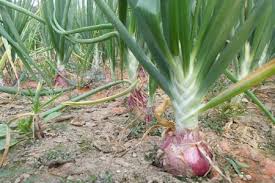 Image result for শীতকালীন সবজি চাষ