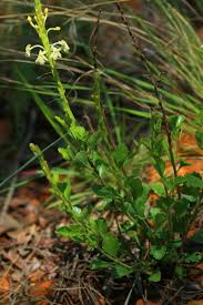 Image result for Chascanum hederaceum