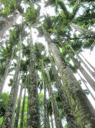 Image result for Roystonea oleracea