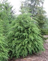 Conifer List Dammanns