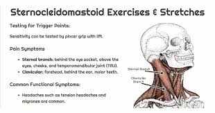 Posture Sternocleidomastoid And Scalenes Exercise M Trigger Points Tension Headache Temporomandibular Joint