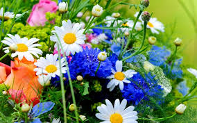 Click on the blue 'download' cristina colli is an artist, photographer, and teacher in love with creativity, visual storytelling, flowers, simplicity, and slow living. Summer Flowers Wallpaper Wallpaper Nature And Landscape Wallpaper Better