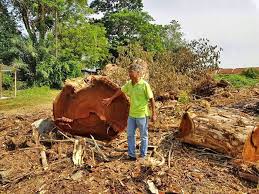 Hutan kalimantan diyakini bakal menyusut sebanyak 75 persen pada 2020 jika laju deforestasi tidak dihentikan. Penebangan Pokok Pokok Di Beberapa Kawasan Di Kuala Kangsar Perak