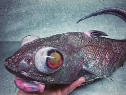 Sep 29, 2016 · from frightful fangtooth fish and vampire squid to coffinfish and sinister sea urchins, plenty of strange and scary creatures lurk in the dark, cold depths of the ocean. These Scary Photos Of Deep Sea Fish Will Change How You See The Ocean