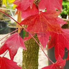 40 m'ye kadar boylanan yaprak döken türkiye'de doğal yayılış gösteren kalın dallı ve geniş tepeli ağaçlardır. Ù…ÙŠØ¹Ø© Ø³Ø§Ø¦Ù„Ø© Ø£Ù…ÙŠØ±ÙƒÙŠØ© Liquidambar Styraciflua Pyramidale Altingiaceae Sms Marmara Group