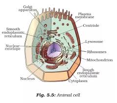 We did not find results for: Which Orgenelle Is Absent In A Human Cell But Present In A Plant Cell Quora