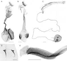 Walay nalista nga matang nga sama niini. Female Genitalia A Udea Ferrugalis B Evergestis Forficalis C Download Scientific Diagram
