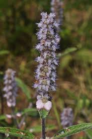 Image result for Platostoma