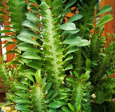 Image result for Euphorbia tholicola