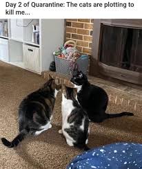 Maybe you would like to learn more about one of these? Hilarious Cat Memes That Ll Make You Feel Better Because 2020 Is Sh Tty Af