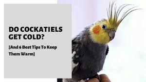 Do Cockatiels Get Cold And 6 Best Tips To Keep Them Warm