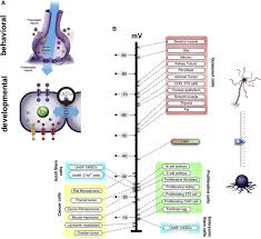In 1995, a report from the university of lincoln, nebraska examined six studies of ultrasonic repellers. Endogenous Bioelectrics In Development Cancer And Regeneration Drugs And Bioelectronic Devices As Electroceuticals For Regenerative Medicine Sciencedirect