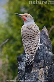 Image result for Colaptes auratus