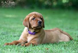 Also referred to as the ruby labrador, the fox red labrador retriever is a color variation from the traditional yellow labrador retriever. Red Labrador Retrievers Red Labrador Retriever Puppies Renescence Labradors Buy Fox Red Labrador Labrador Retriever Fox Red Labrador Puppy