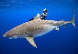 deep blue tiger oceanramsey sharks sharksarebeautiful sharksareamazing savethesharks freediving save the sharks shark fishing animals beautiful