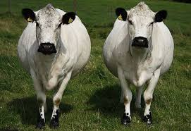 Black And White Cow Breeds Uk British White Cattle Cattle Show Cattle Animals