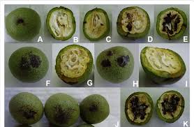 Image result for Walnut blight